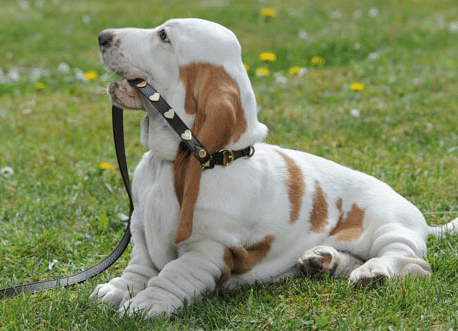 Moschino halsband hond
