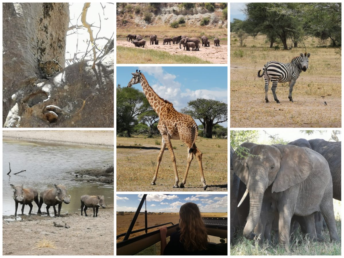 5 daagse safari tanzania